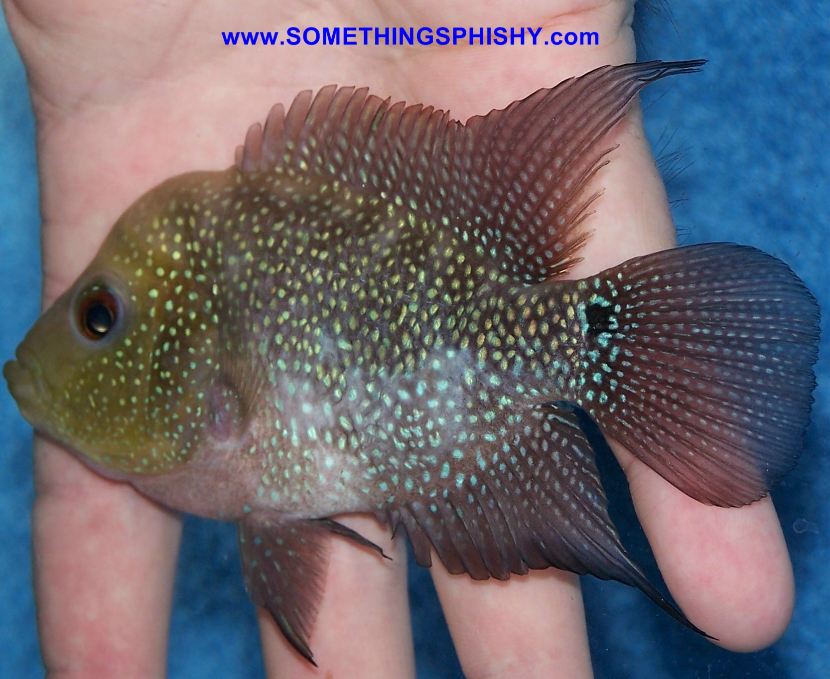 Flowerhorn - Super Blue Pearl Shortbody (A1) -4 inch